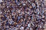 Rancho Gordo - Black Caviar Lentils